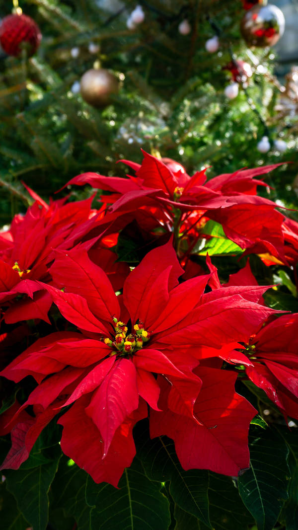 Download Lovely Red Poinsettia Wallpaper | Wallpapers.com