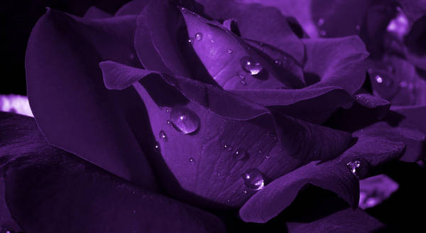 Download Beautiful Purple Flower Desktop Wallpaper | Wallpapers.com