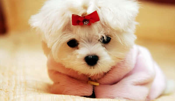 Small Dog Wallpapers