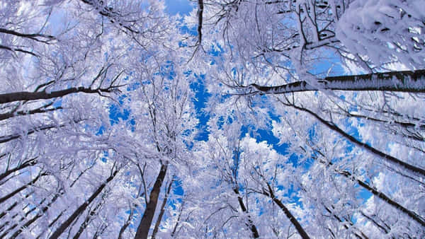 Download Snow-capped Trees in a Serene Winter Landscape Wallpaper ...