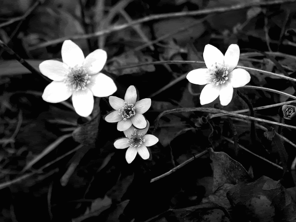 Download White Flower Chamomile Wallpaper | Wallpapers.com