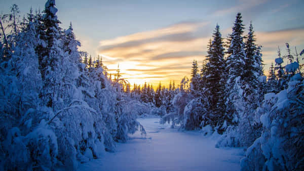 Download Walk through a wonderful winter wonderland | Wallpapers.com