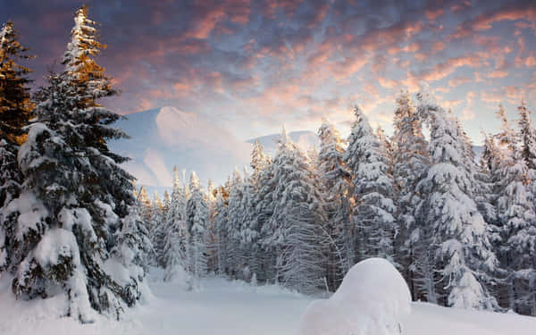 Download The Fresh Winter Air Glimmers Through The Cloudy Trees In The ...