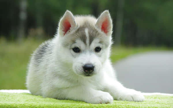 Download Adorable wolf pup exploring nature Wallpaper | Wallpapers.com