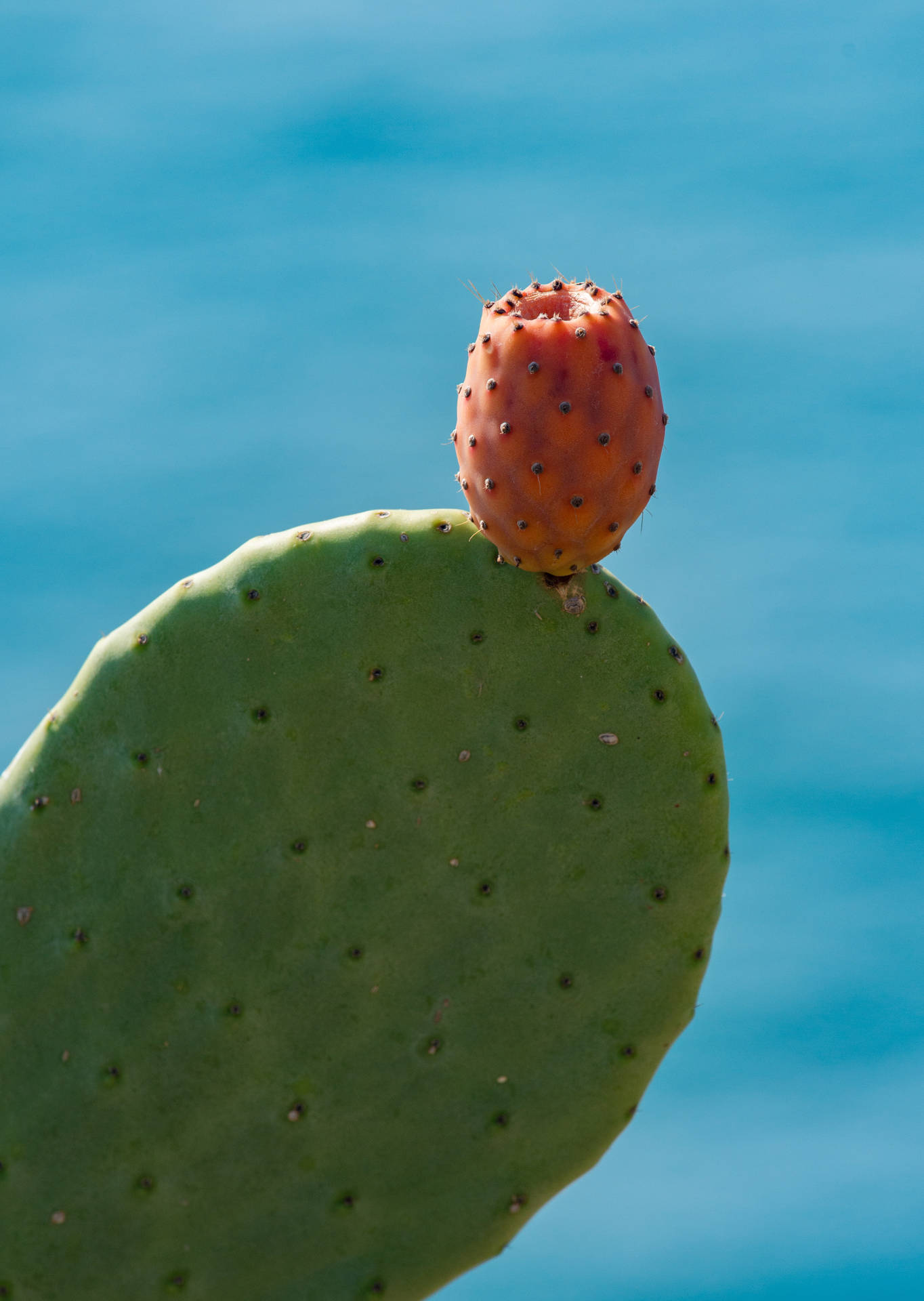 Free Prickly Pear Background , [100+] Prickly Pear Background s for