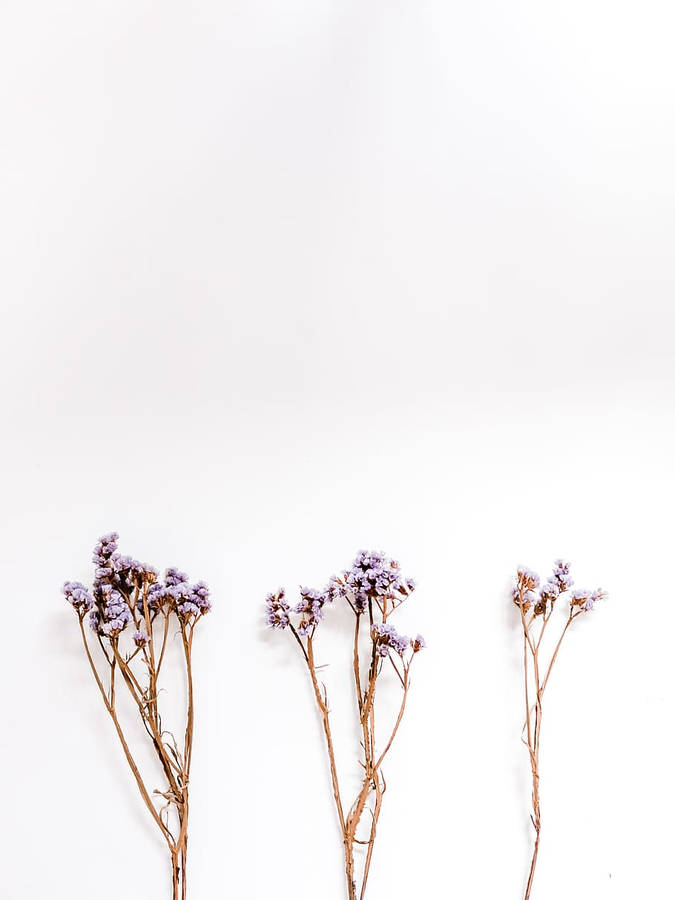 Free Lavender Aesthetic Pictures , [100+] Lavender Aesthetic Pictures for  FREE 