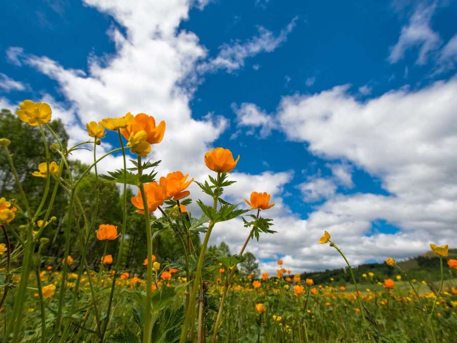 Mark af orange blomster under en blå himmel med hvide skyer — 1280x960 Wallpapers