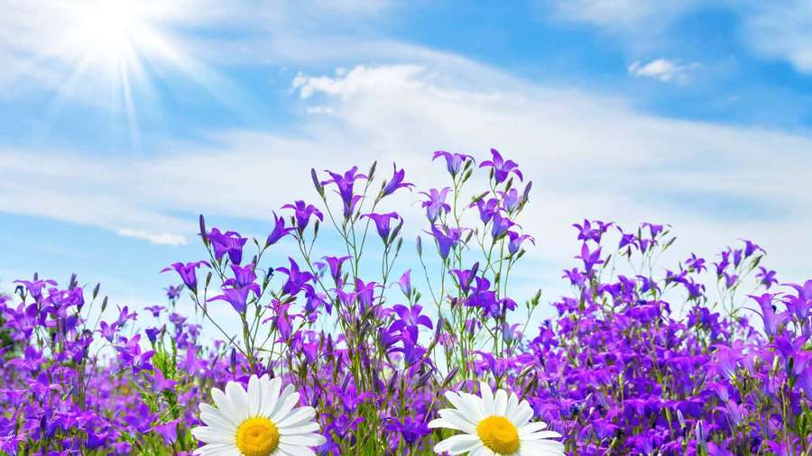 Purple bellflowers and white daisies in a sunny meadow under a blue sky. — 1366X768 Background