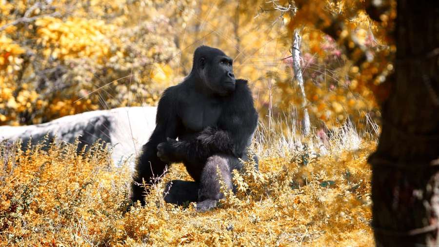 A gorilla sitting in golden autumn bushes with trees in background. — 1366x768 Gorilla Background