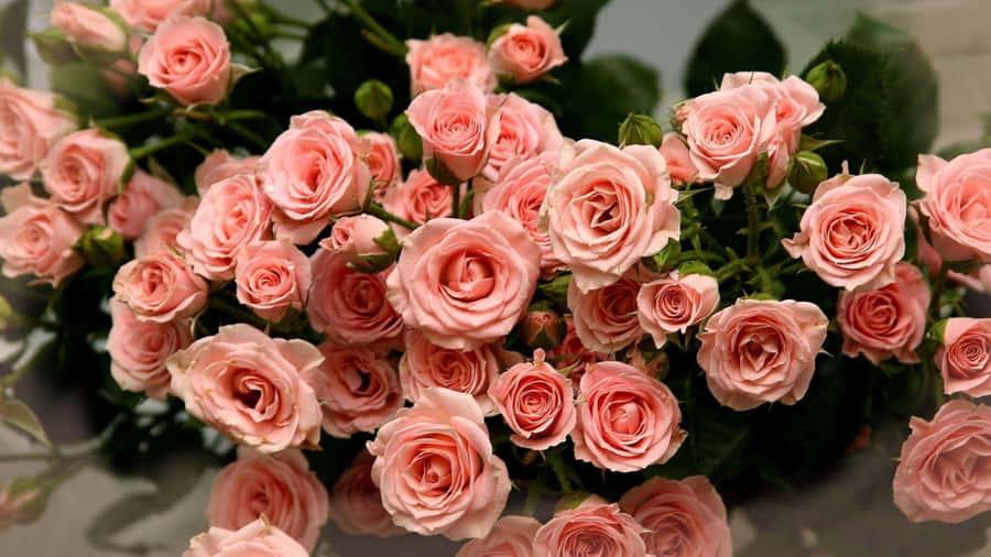 1366x768 Roses Background Wallpaper
