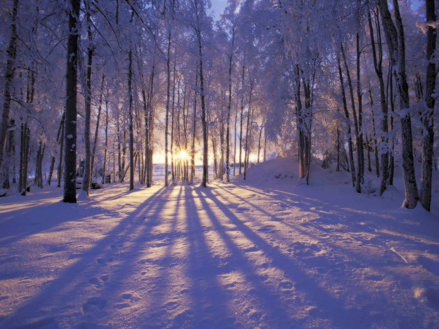 Free Winter Scene Background Photos, [100+] Winter Scene Background for  FREE 