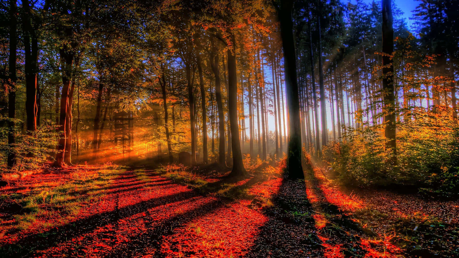 1920x1080 Hd Herfst Achtergrond