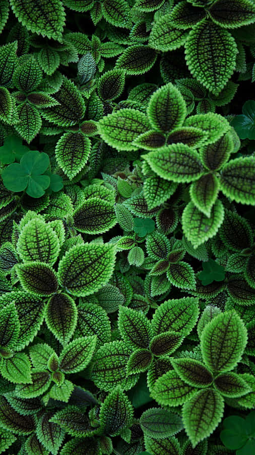 Green Plants Wallpapers  Top Free Green Plants Backgrounds   WallpaperAccess