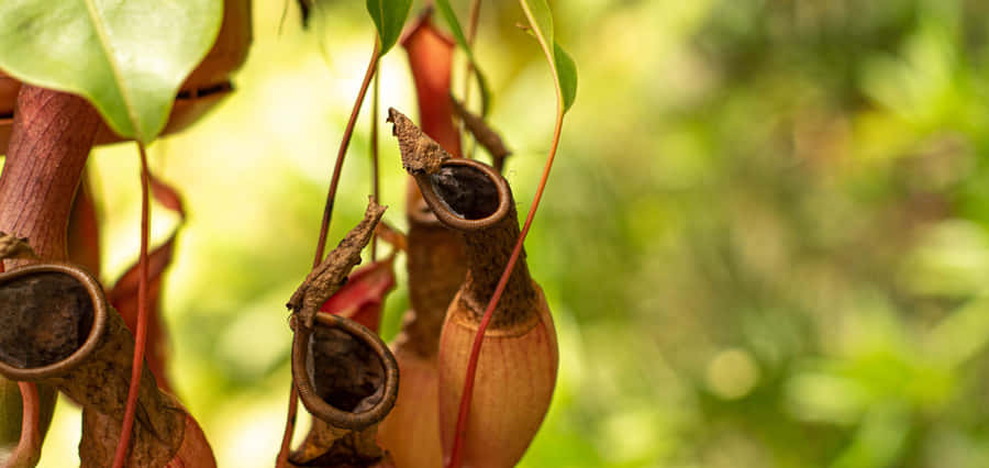 3040x1440 Achtergrond