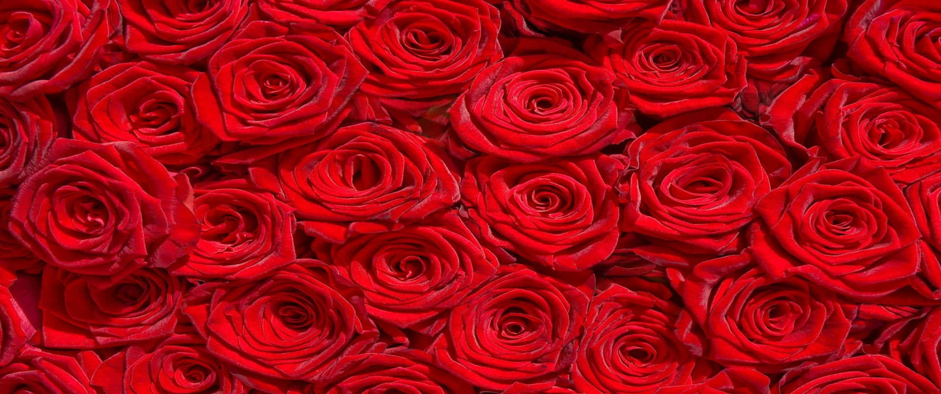 3440x1440p Roses Background Wallpaper