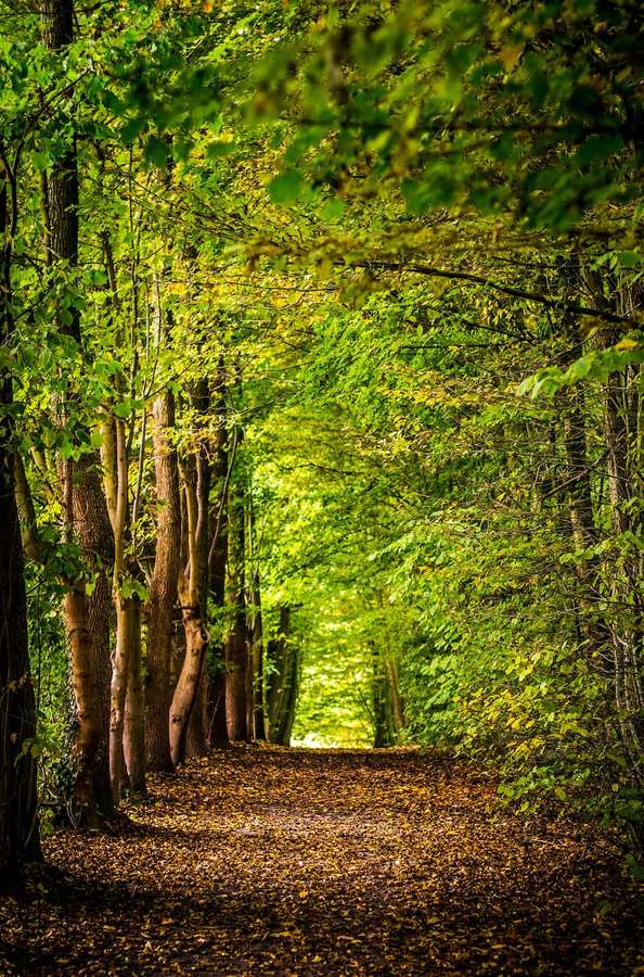 Un sendero sinuoso en el bosque cubierto de hojas caídas bajo un dosel de árboles verdes. — 3D Bosque Fondos de pantalla