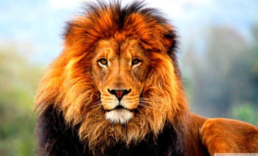 Close-up of a male lion with a full mane looking directly at the camera. — 3d Lion Wallpaper