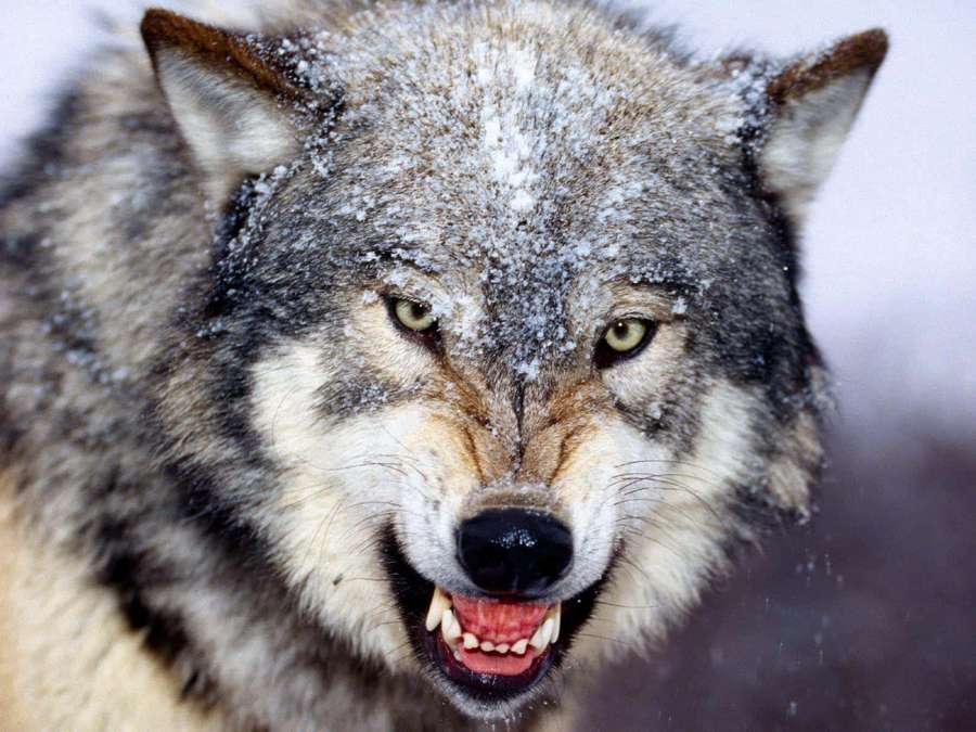 A snarling gray wolf with snow on its fur in a winter scene. — 3d Wolf Wallpaper