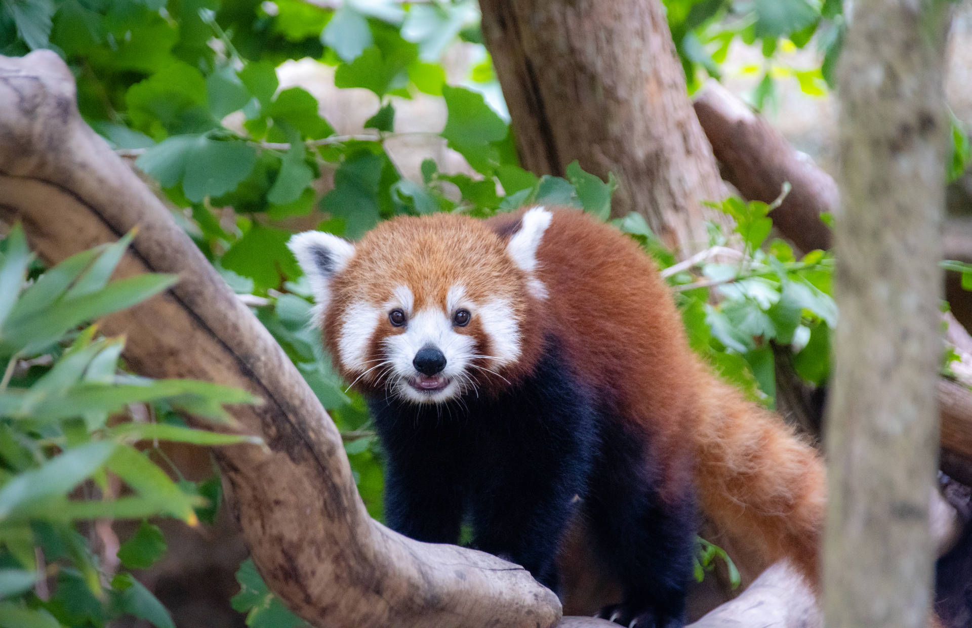 Red Panda Backgrounds  Wallpaper Cave