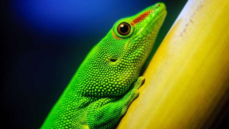 A bright green gecko gripping a yellow bamboo stem with a blue background. — 4K Desktop Wallpaper