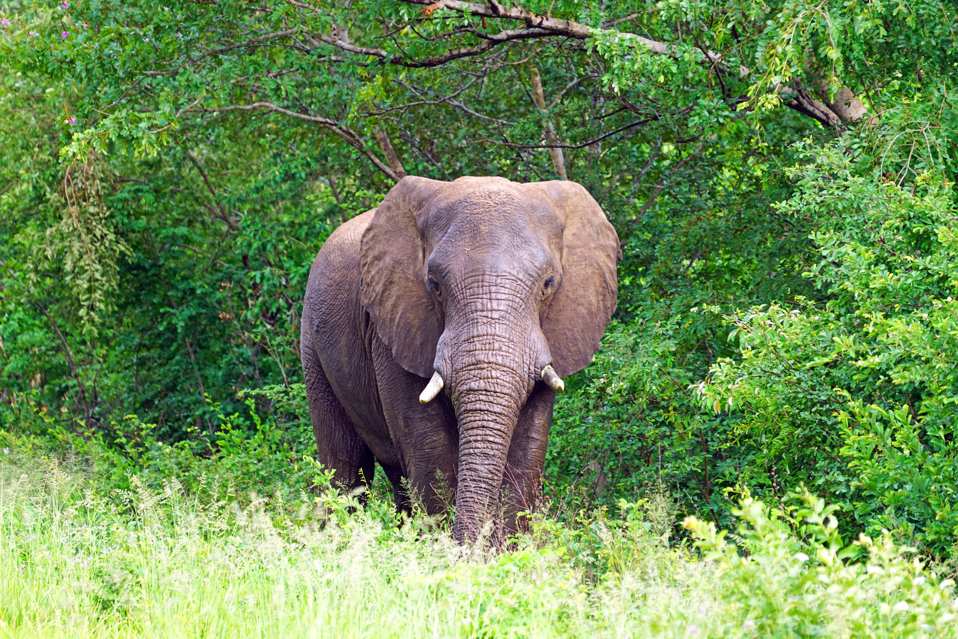 4k Elephant Background Photos