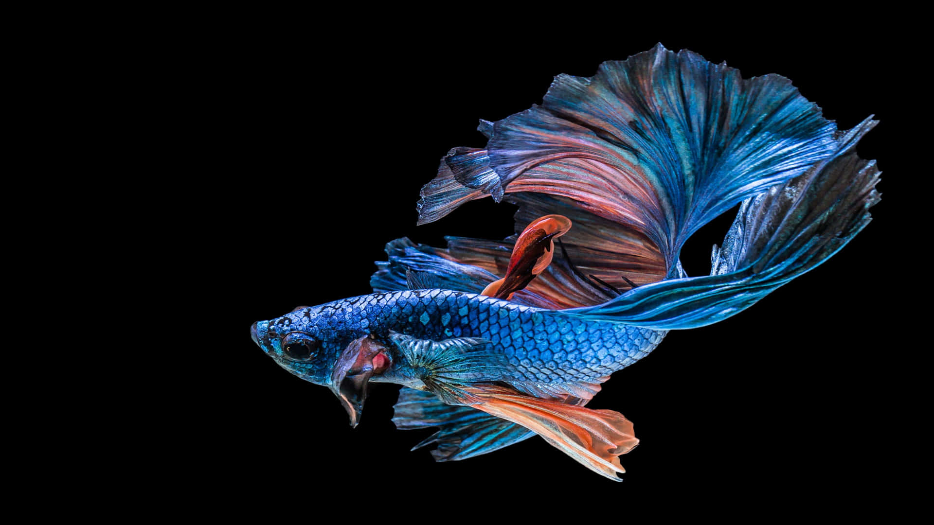 4k Fish Background Wallpaper