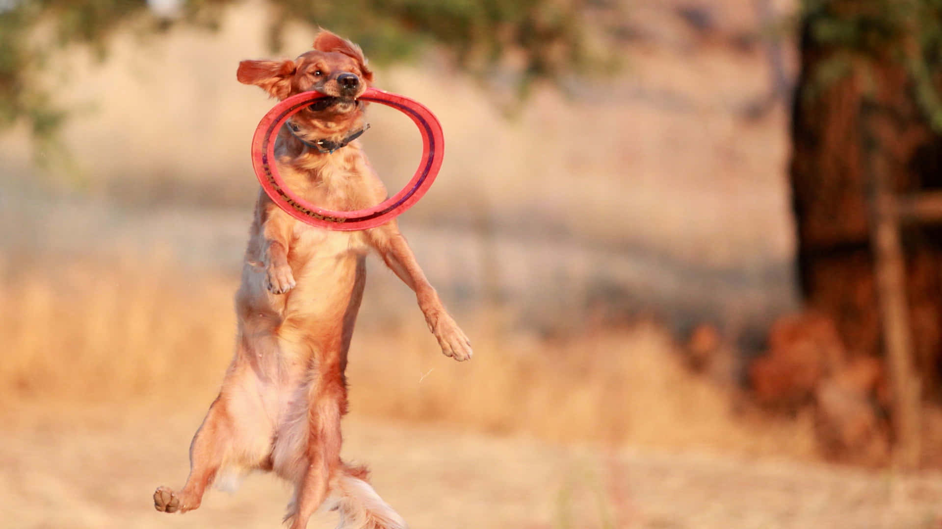 4k Frisbee Bakgrund