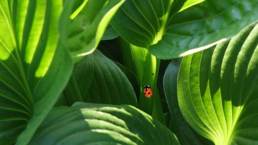 A ladybug on a green leaf in a garden — 4K Green Background