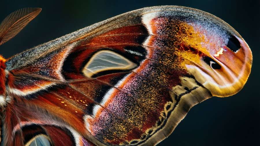 An abstract macro of a moth wing with intricate patterns and sunset hues. — 4K Insect Wallpaper