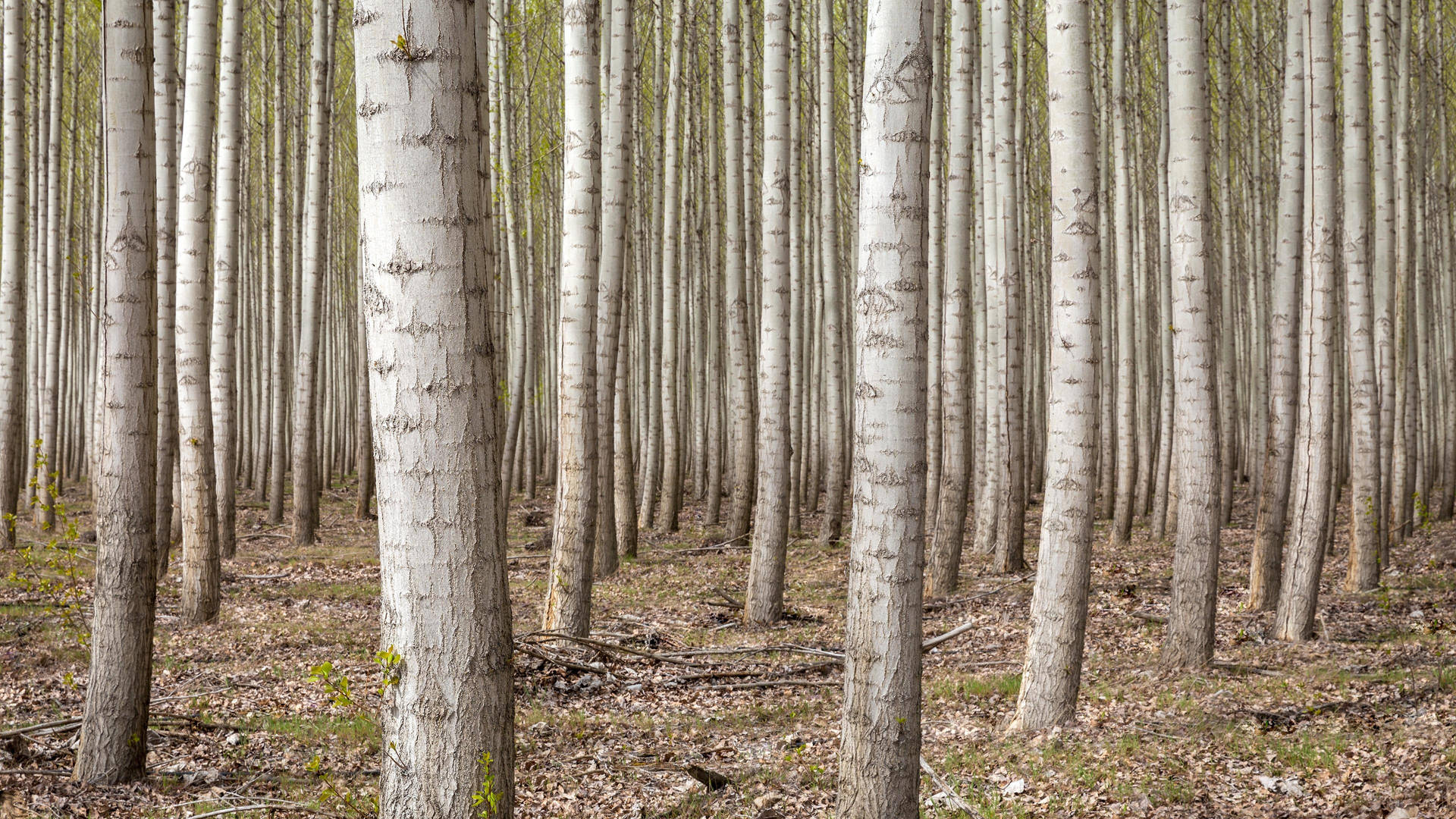 4k Metsä Taustakuva