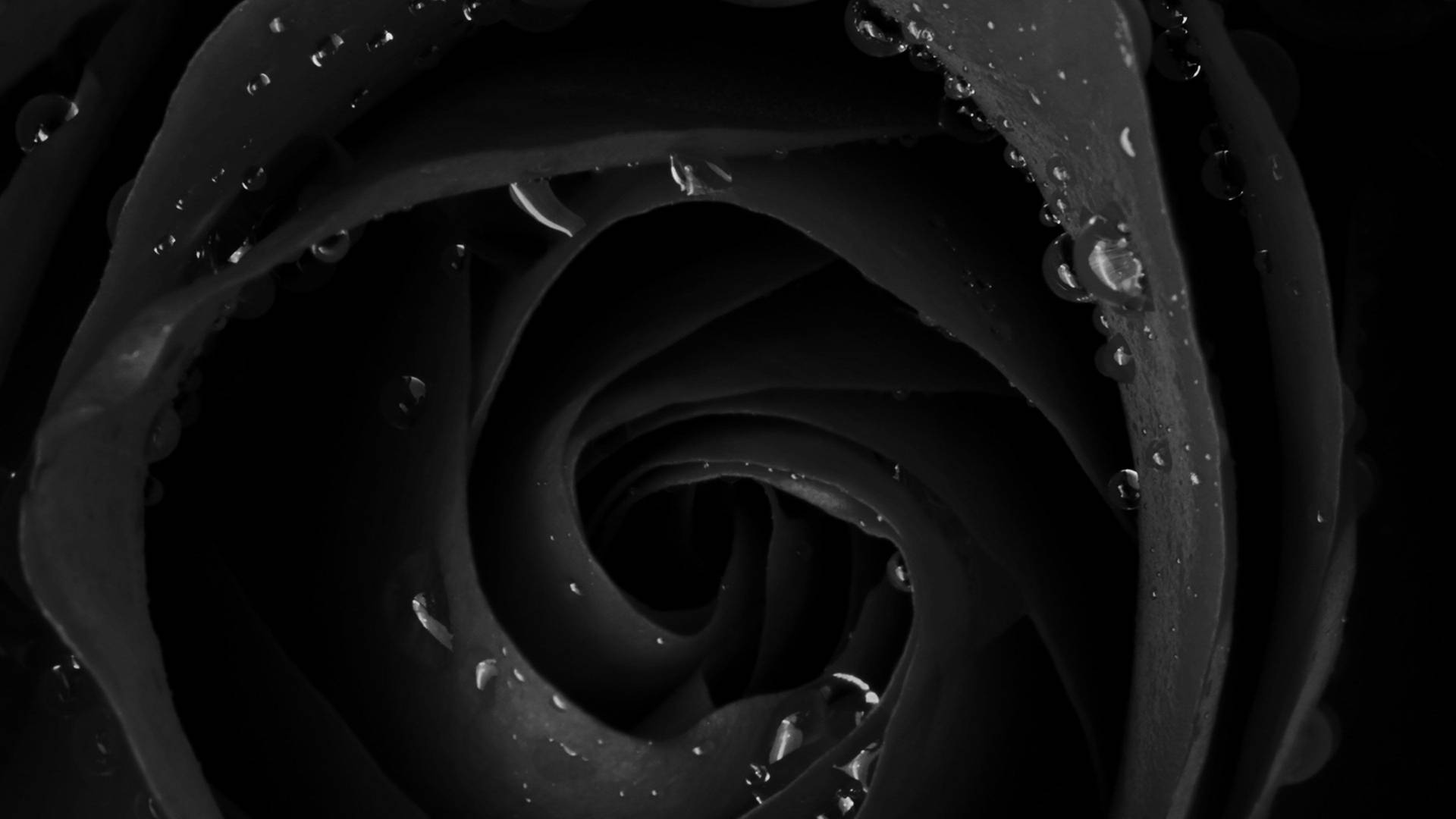 4k Rose Wallpaper