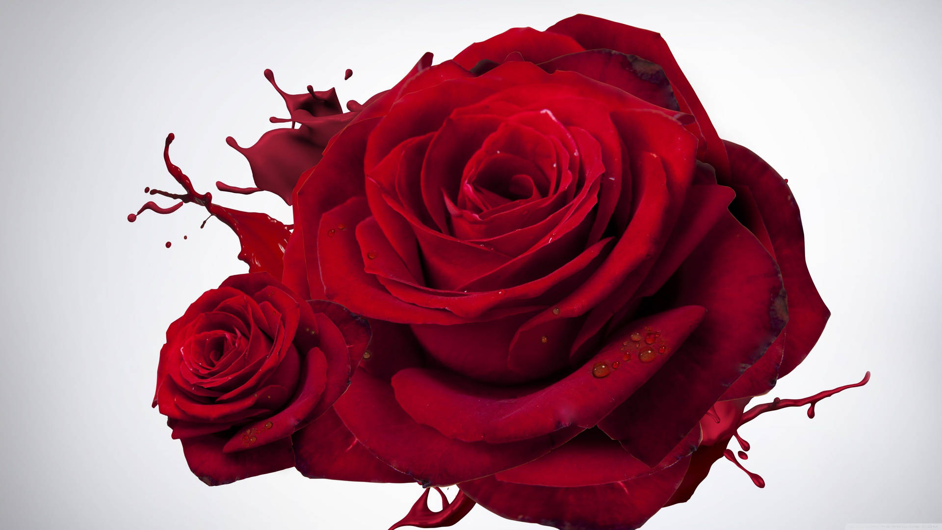 Premium AI Image | Red roses wallpapers for iphone and android. red roses  wallpaper, red roses wallpaper, red roses, red roses, red roses, red roses,  red roses, red roses,