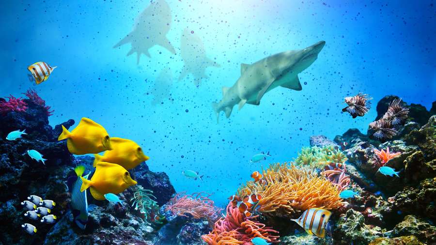 Colorful tropical fish and sharks swim among coral reefs in clear blue ocean water. — 4K Underwater Wallpaper