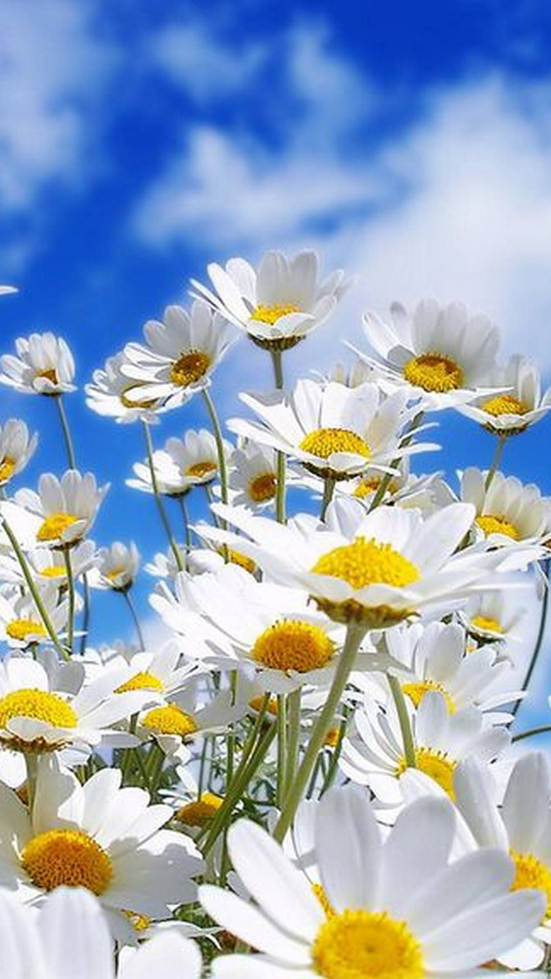 Hình Nền Hoa Mùa Xuân (Spring Flower Iphone Background): Nếu bạn là một người yêu thích hoa và mùa xuân, thì hình nền hoa mùa xuân sẽ làm hài lòng bạn. Với những bông hoa tươi tắn và màu sắc sặc sỡ, chúng sẽ mang lại một không gian sống động trên điện thoại của bạn. 