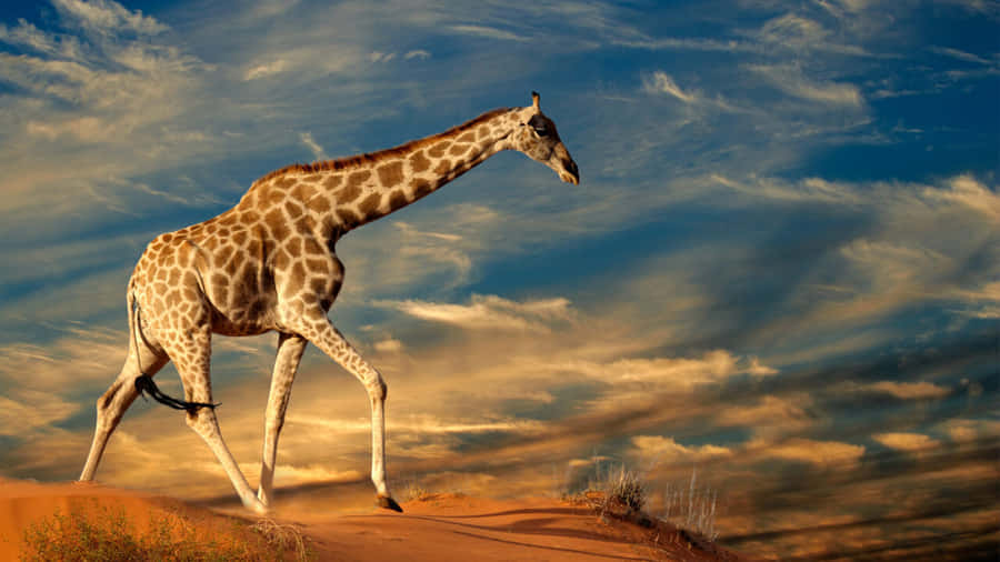 720p Africa Background Wallpaper