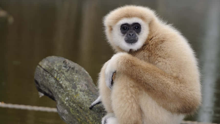 720p Gibbon Hintergrund