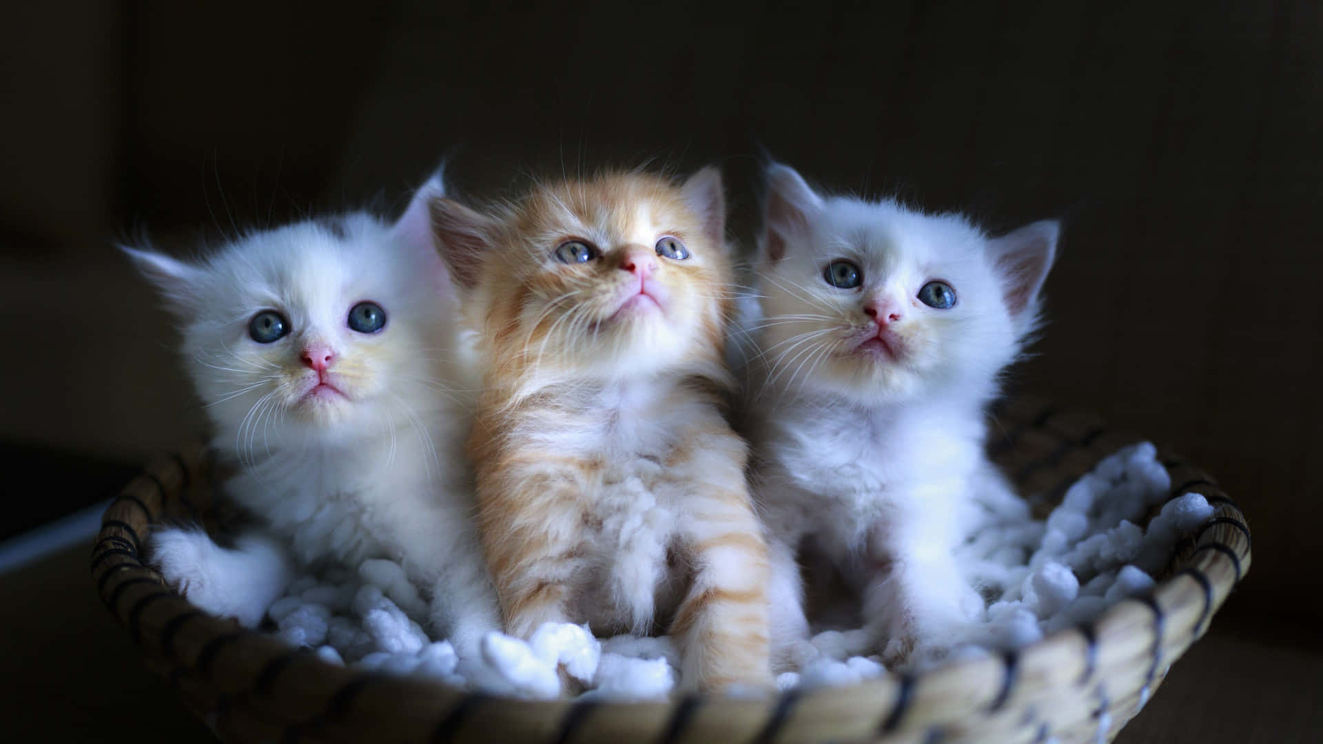 cat-planet-cuties