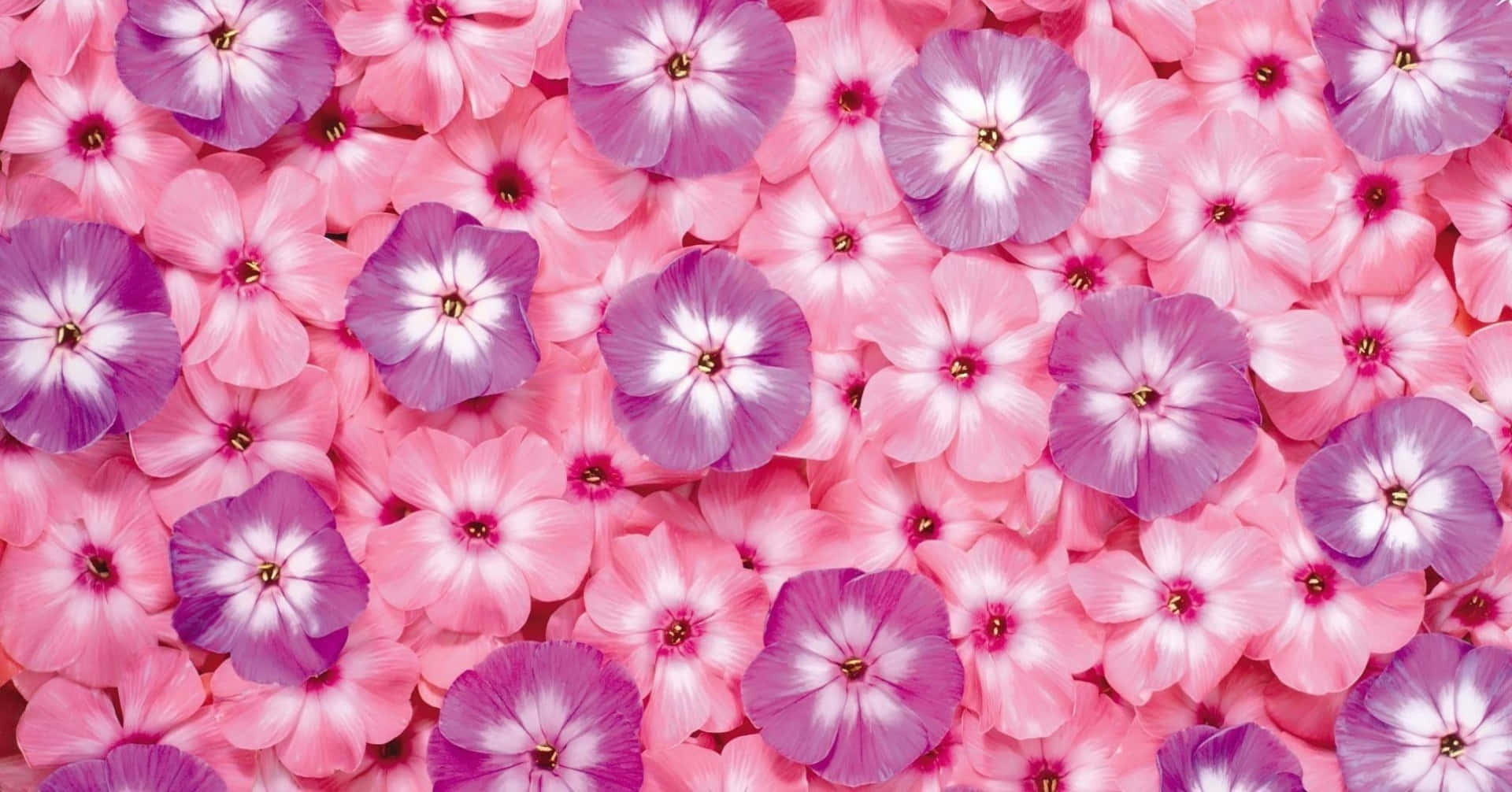 Free Cute Pink Purple Wallpaper Downloads, [100+] Cute Pink Purple  Wallpapers for FREE 