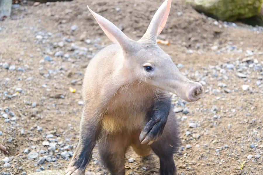 Aardvark Achtergrond