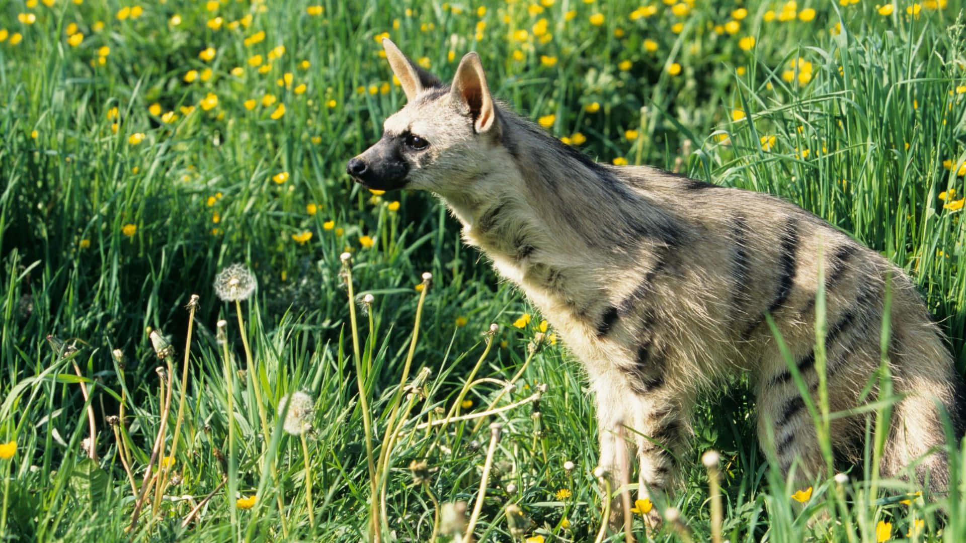 Aardwolf Bakgrunnsbildet