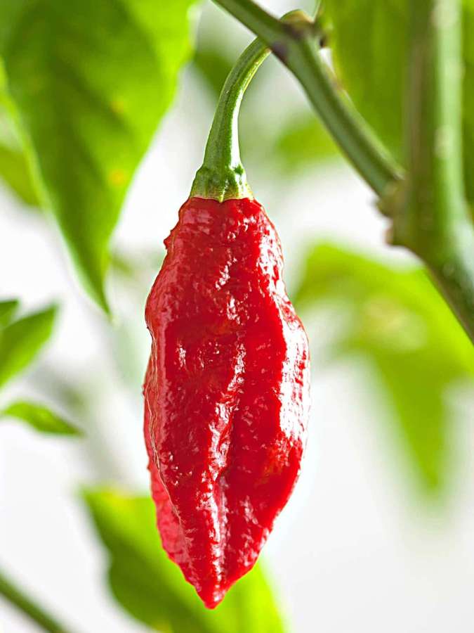 Kypsä punainen chilipippuri kasvamassa kasvissa, jossa on vihreät lehdet. — Aavepippuri Taustakuvat
