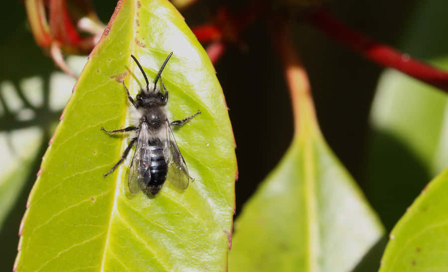 Abeille Solitaire Fond d'écran