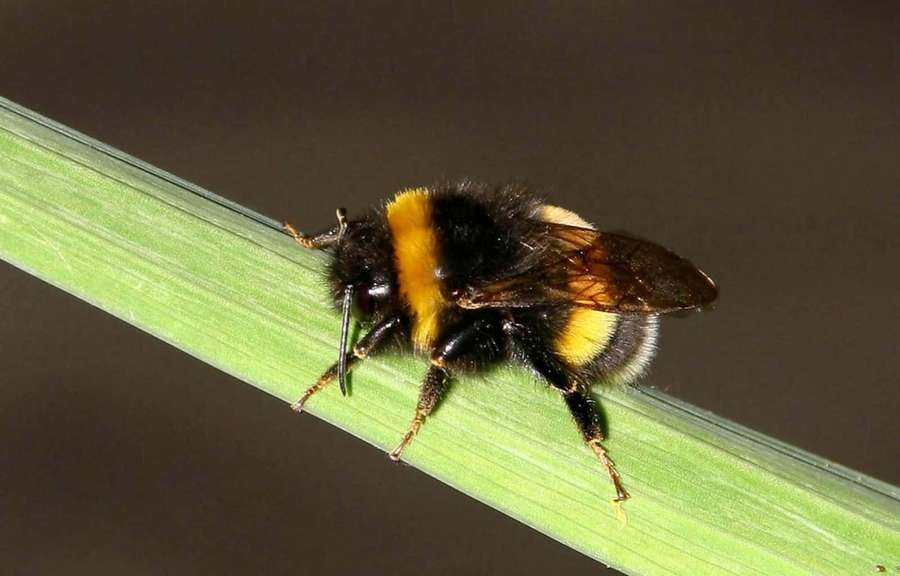 Un abejorro descansando sobre una hoja de hierba verde. — Abejorro de Cola Roja Fondos de pantalla