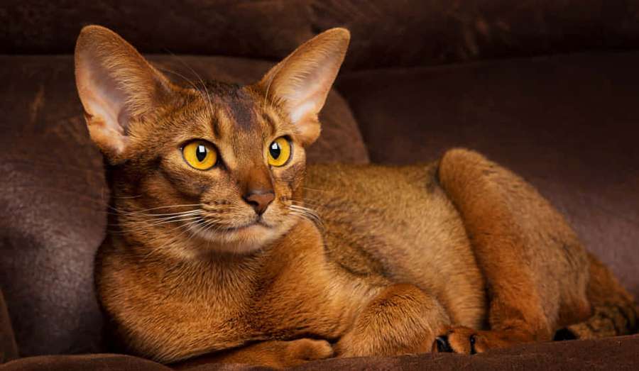 Abyssinian cat with bright yellow eyes resting on a brown couch. — Abyssinian Wallpaper