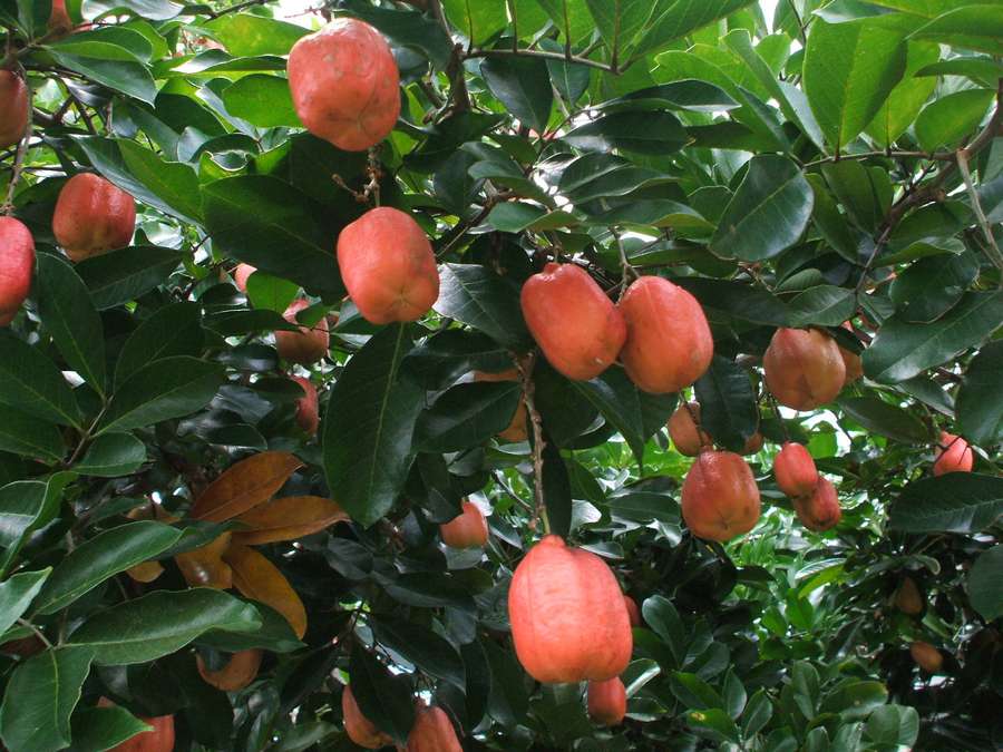 Cluster of ripe red cashew fruits on a leafy green tree branch. — Ackee Wallpaper