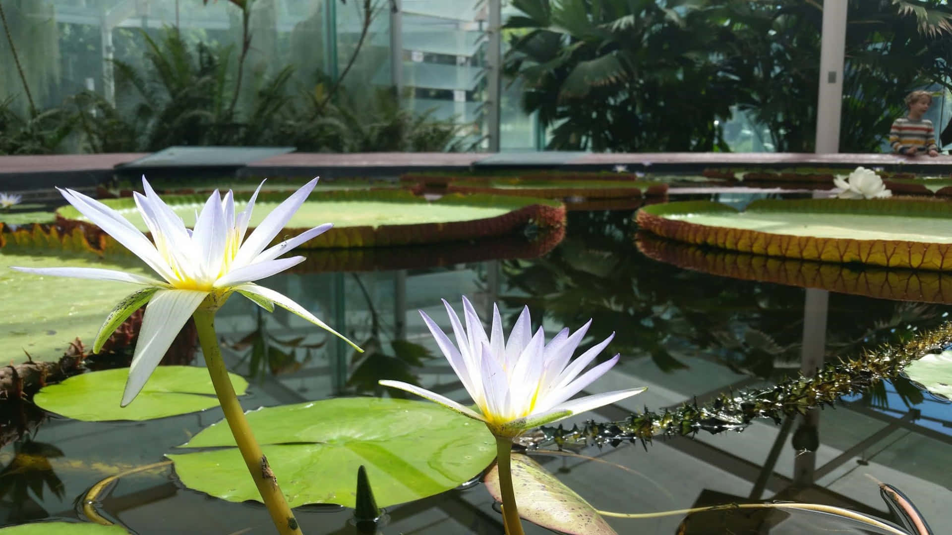 Adelaide Botanic Garden Achtergrond