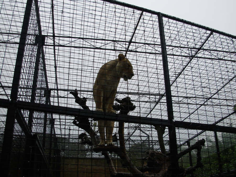 Adelaide Zoo Bakgrunnsbildet