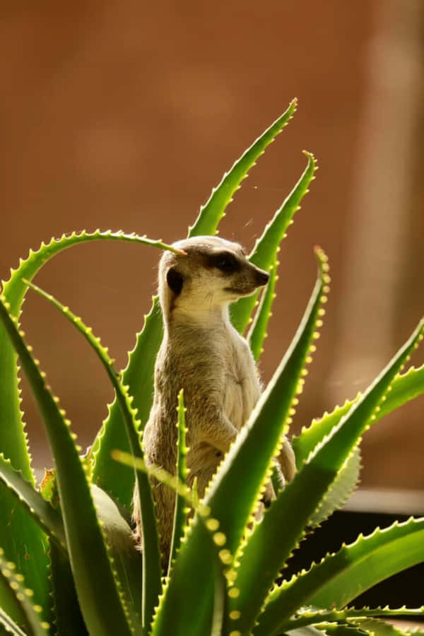 Adelaide Zoo Achtergrond