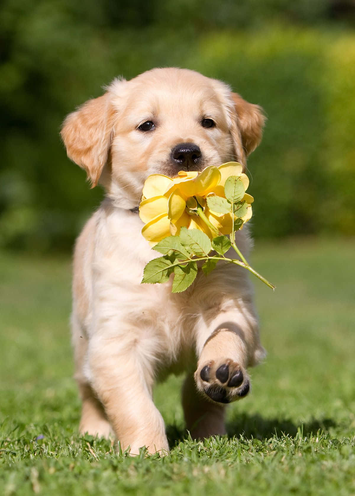 See These Adorable Photos of Golden Retriever Puppies