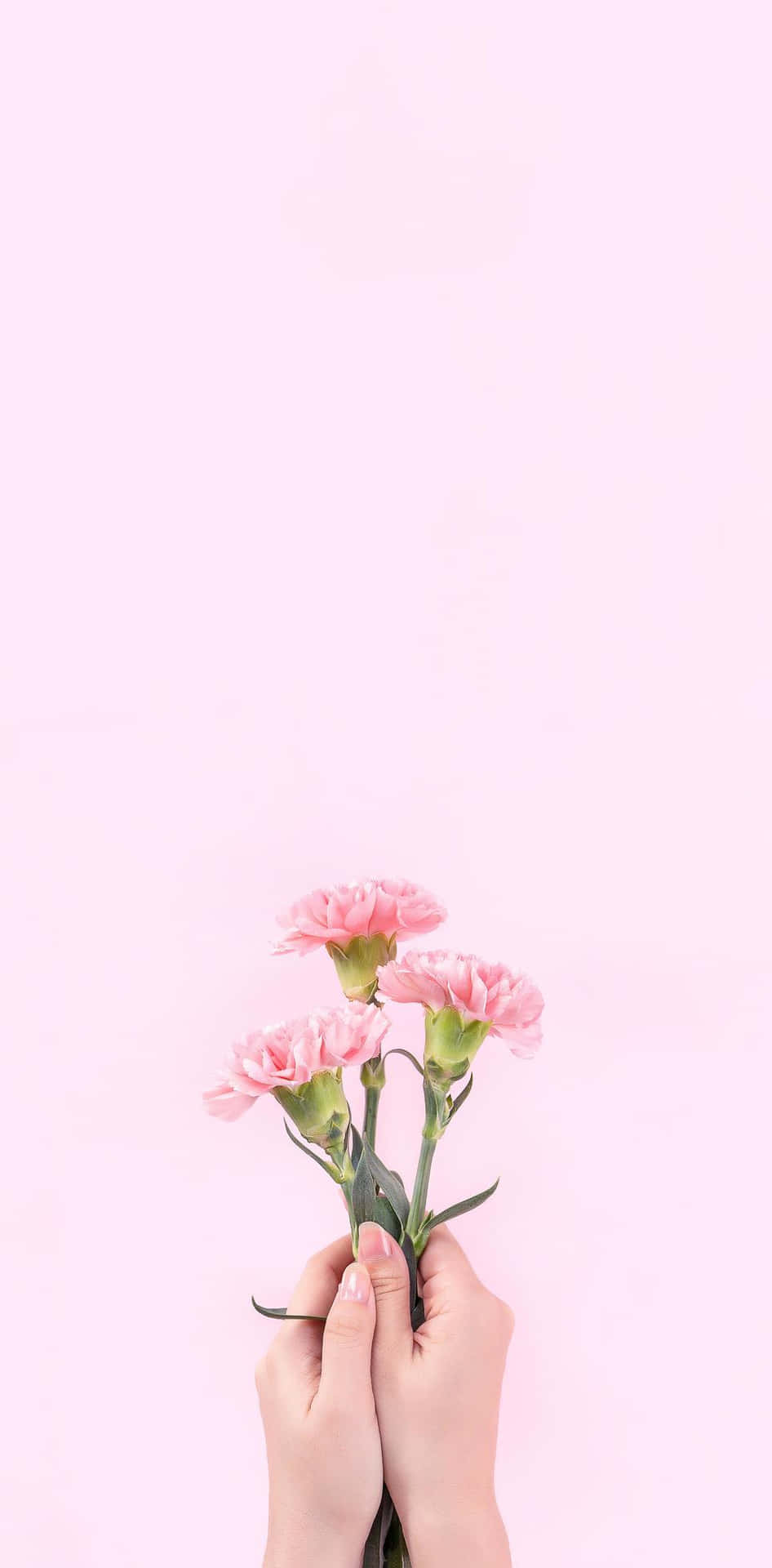 Aesthetic Baby Pink Background Wallpaper